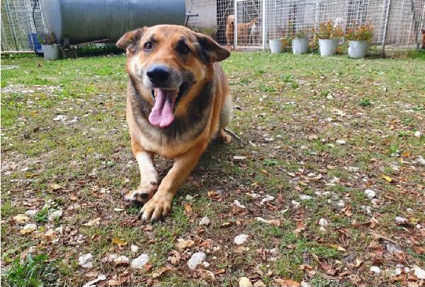 Pastore Tedesco Adulto Con 3Zampe Che Nessuno Sceglie. Molise